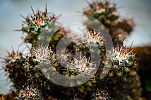 Cactus with white flower free stock image