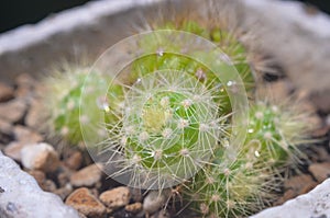 Cactus in white flower pot