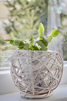 Cactus in a white pot