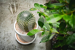 Cactus  in white pot on concreat table.