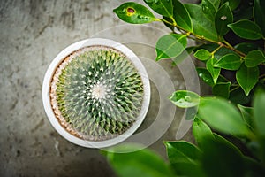 Cactus  in white pot on concreat table. photo