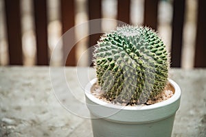 Cactus  in white pot.
