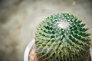 Cactus  in white pot