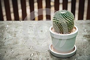 Cactus  in white pot