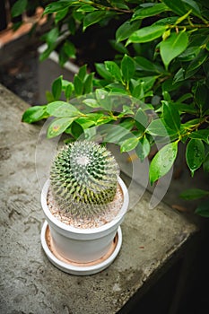 Cactus  in white pot