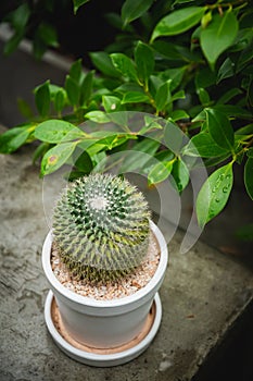 Cactus  in white pot