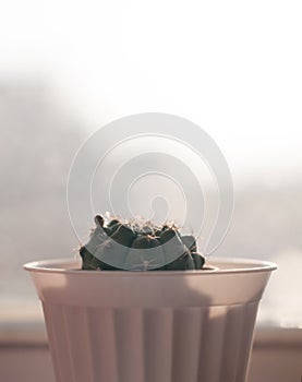 Cactus in white pot in front of the window