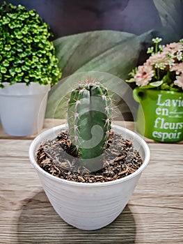 Cactus white pot in table