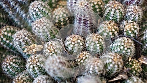 Cactus white spines background