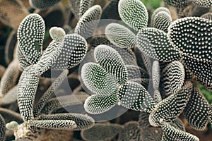 Cactus with white torns front view