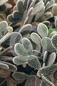 Cactus with white torns front view