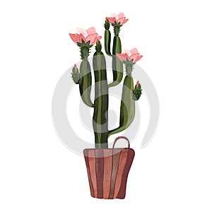 Cactus in a wicker basket. Plants for the home. Floriculture. Interior decoration. Isolated watercolor illustration on