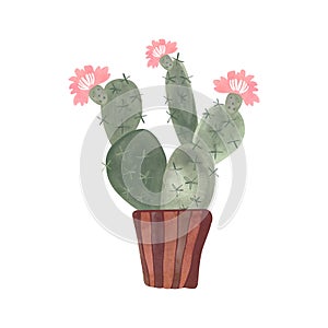 Cactus in a wicker basket. Plants for the home. Floriculture. Interior decoration. Isolated watercolor illustration on