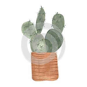 Cactus in a wicker basket. Plants for the home. Floriculture. Interior decoration. Isolated watercolor illustration on