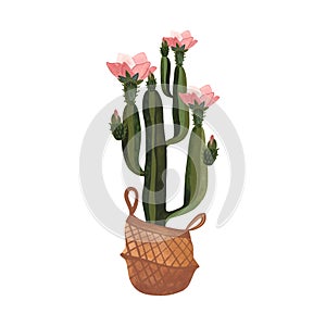 Cactus in a wicker basket. Plants for the home. Floriculture. Interior decoration. Isolated watercolor illustration on