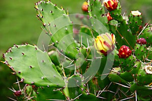 Cactus photo