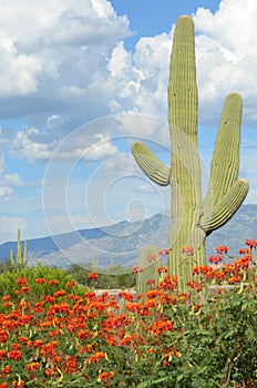 Saguaro Cactus in the Desert in Springtime