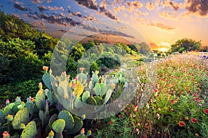 Cactus and Wildflowers at Sunset