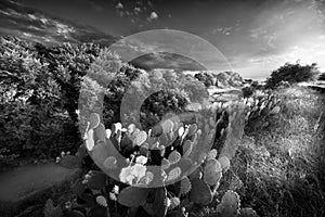 Cactus and Wildflowers at Sunset