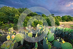 Cactus and Wildflowers at Sunset