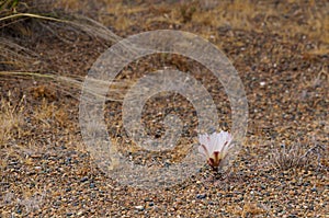 Cactus in wildness in America