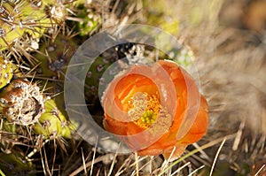 Cactus in wildness in America photo