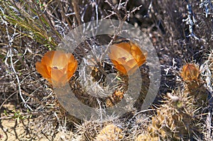 Cactus in wildness in America