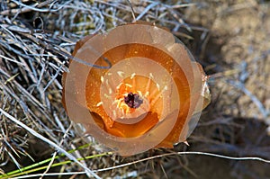 Cactus in wildness in America