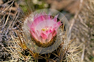 Cactus in wildness in America