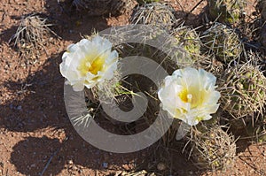 Cactus in wildness in America photo