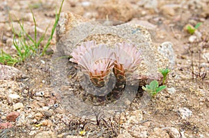 Cactus in wildness in America