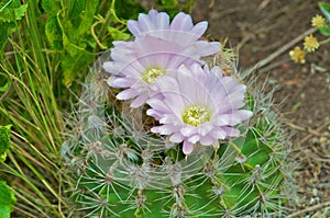 Cactus in wildness in America photo