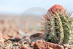 Cactus in the wind