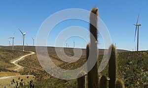 Cactus in wind farm photo