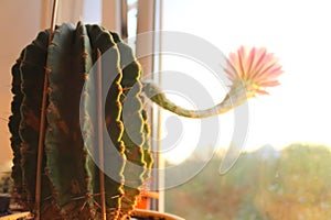 The cactus at window is blooming. A flower on a cactus