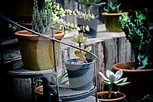 Cactus on wood background