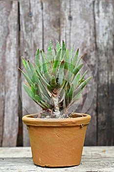 Cactus on wood background and garden