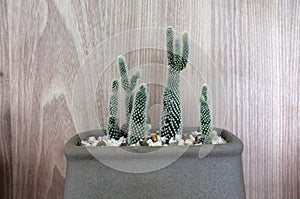 Cactus on the wood background Minimal creative stillife