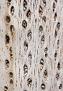 Cactus wood bark texture