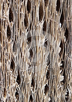 Cactus wood bark texture