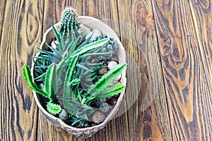 Cactus wood, Small garden Miniature plants Still Life Succulents cactus in pot on wooden shelf Scandinavian style interior decorat