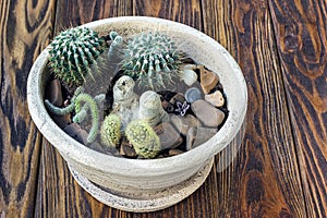 Cactus wood, Small garden Miniature plants Still Life Succulents cactus in pot on wooden shelf Scandinavian style interior decorat