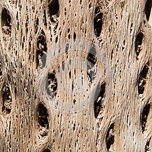 Cactus Wood Texture