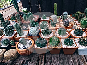 Cactus on wooden background, Cactus in pot background Succulents cactus in desert botanical garden.