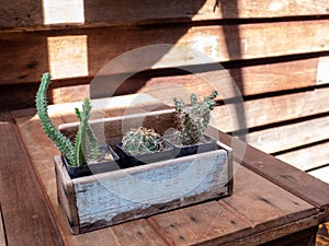 Cactus in wooden pots placed on wooden table