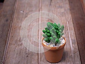 Cactus in wooden pots placed on wooden table