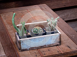 Cactus in wooden pots placed on wooden table