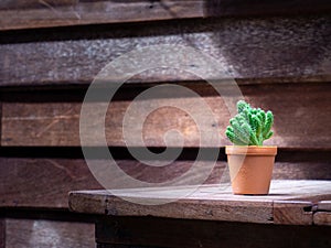 Cactus in wooden pots placed on wooden table