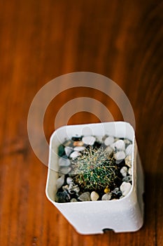 Cactus on wooden table