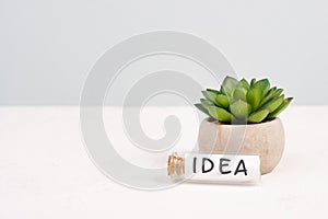 Cactus with the word idea standing on a bottle, gray background, minimalistic desk, brainstorming for a start up, being creative